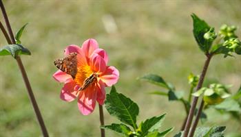 گزارش تصویری/بهار دربهداشت ودرمان صنعت نفت آبادان